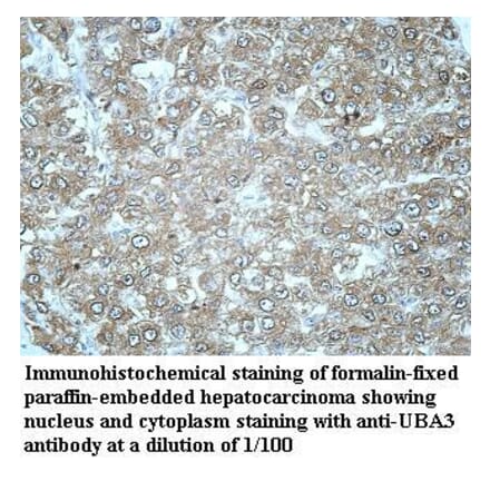 UBA3 Antibody from Signalway Antibody (39968) - Antibodies.com