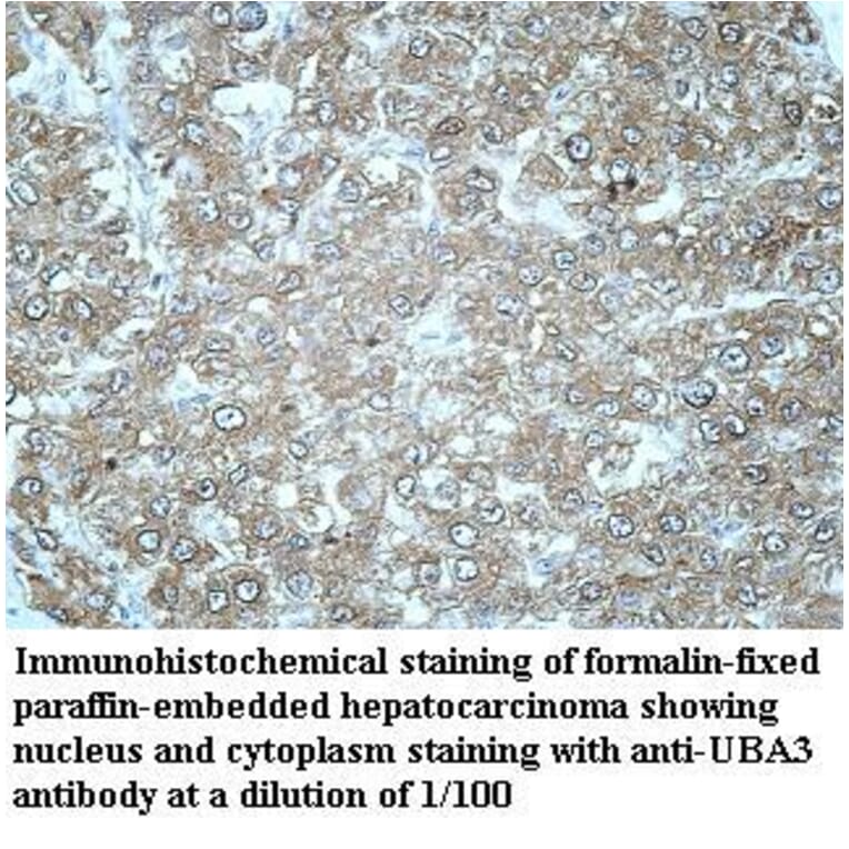 UBA3 Antibody from Signalway Antibody (39968) - Antibodies.com