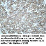UBA3 Antibody from Signalway Antibody (39968) - Antibodies.com