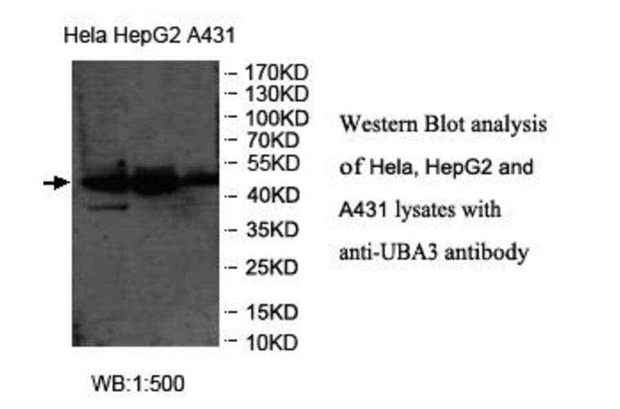 UBA3 Antibody from Signalway Antibody (39968) - Antibodies.com
