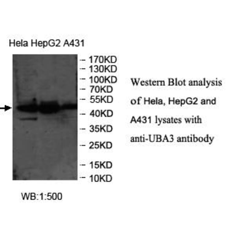 UBA3 Antibody from Signalway Antibody (39968) - Antibodies.com