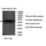 UBA3 Antibody from Signalway Antibody (39968) - Antibodies.com