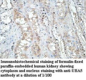 UBA5 Antibody from Signalway Antibody (39970) - Antibodies.com