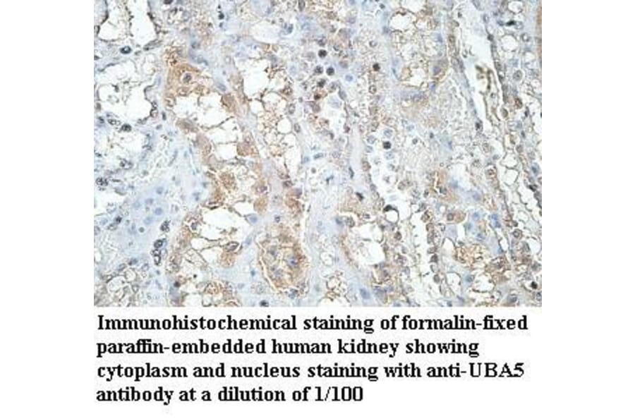 UBA5 Antibody from Signalway Antibody (39970) - Antibodies.com
