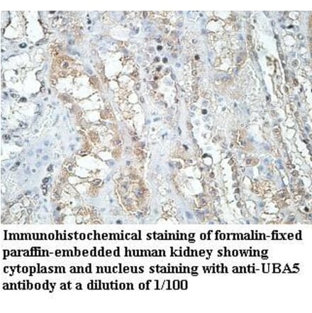 UBA5 Antibody from Signalway Antibody (39970) - Antibodies.com