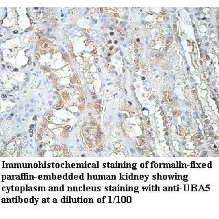 UBA5 Antibody from Signalway Antibody (39970) - Antibodies.com