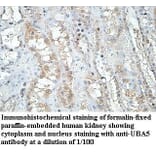 UBA5 Antibody from Signalway Antibody (39970) - Antibodies.com