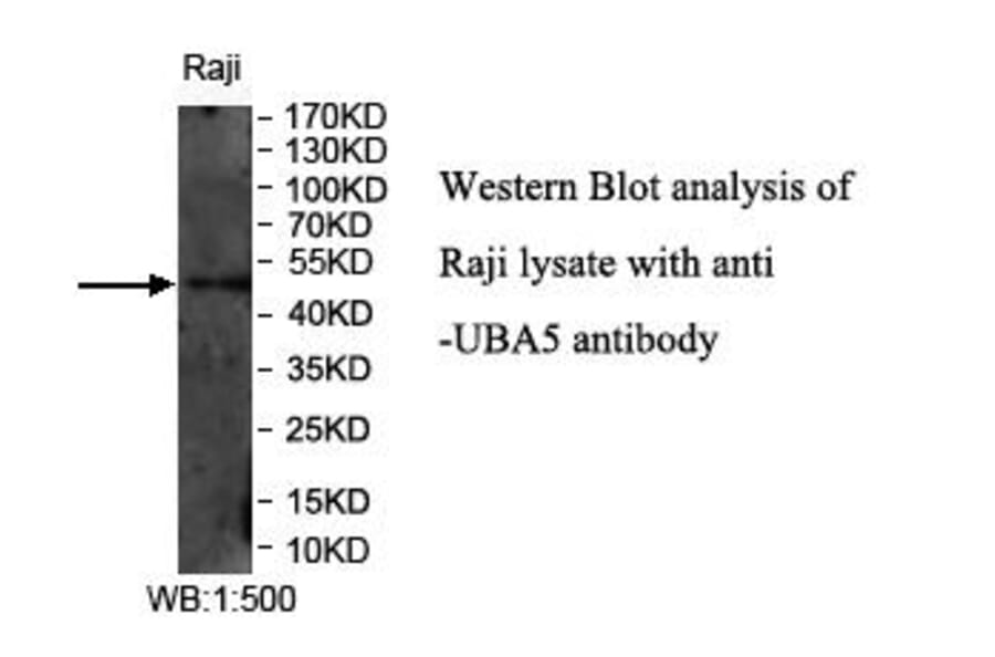 UBA5 Antibody from Signalway Antibody (39970) - Antibodies.com