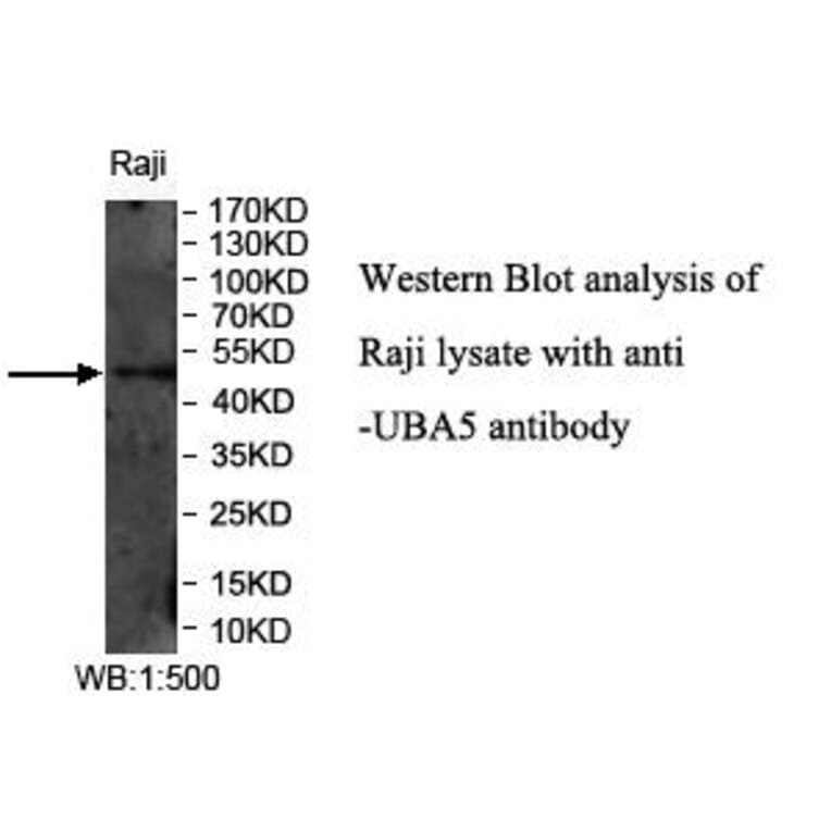 UBA5 Antibody from Signalway Antibody (39970) - Antibodies.com
