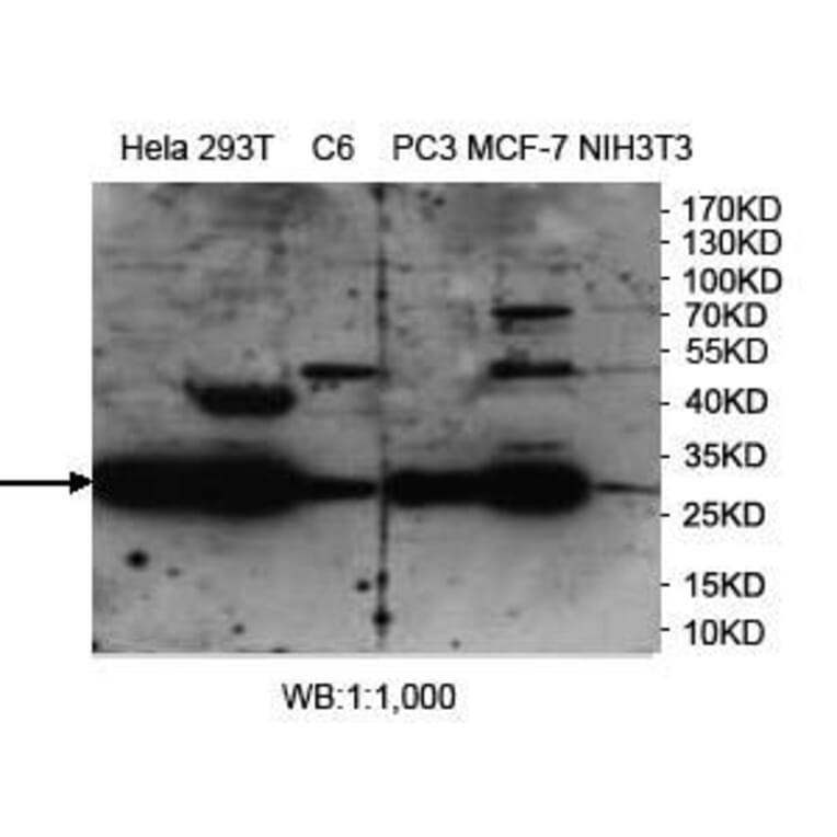 PHB2 Antibody from Signalway Antibody (39972) - Antibodies.com