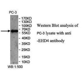 EHD4 Antibody from Signalway Antibody (39973) - Antibodies.com