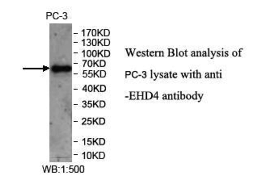 EHD4 Antibody from Signalway Antibody (39973) - Antibodies.com