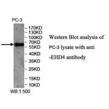 EHD4 Antibody from Signalway Antibody (39973) - Antibodies.com