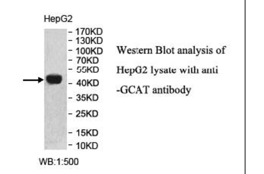 GCAT Antibody from Signalway Antibody (40005) - Antibodies.com