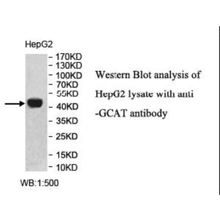 GCAT Antibody from Signalway Antibody (40005) - Antibodies.com