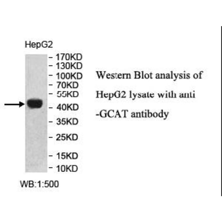 GCAT Antibody from Signalway Antibody (40005) - Antibodies.com