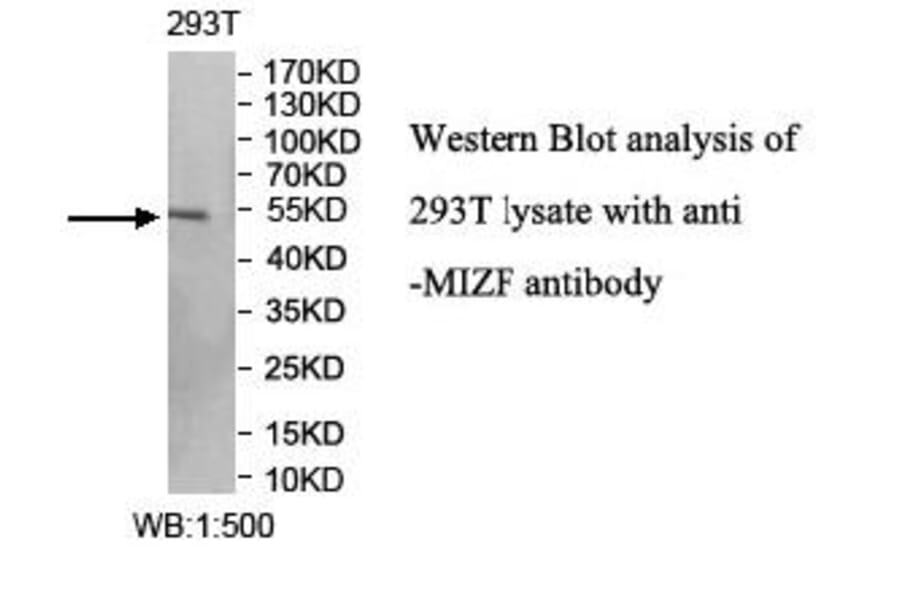 MIZF Antibody from Signalway Antibody (40009) - Antibodies.com
