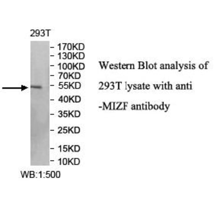 MIZF Antibody from Signalway Antibody (40009) - Antibodies.com