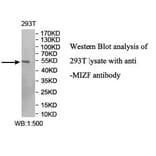 MIZF Antibody from Signalway Antibody (40009) - Antibodies.com