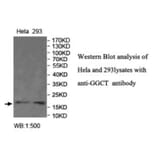 GGCT Antibody from Signalway Antibody (40022) - Antibodies.com