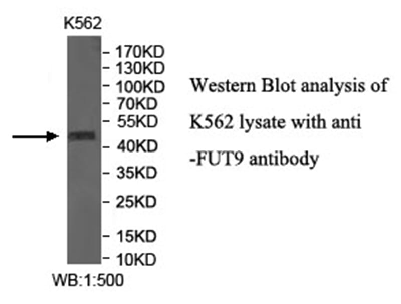 Anti-FUT9 Antibody
