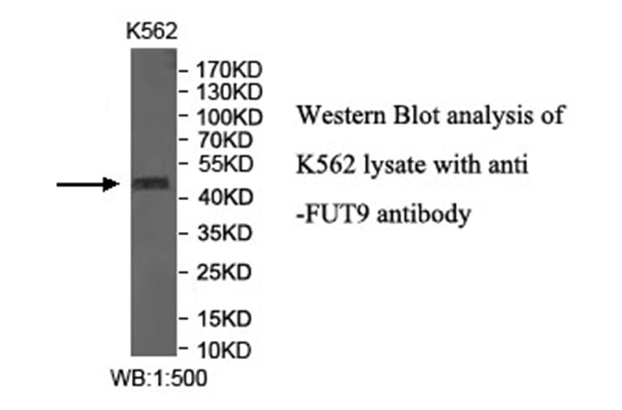 FUT9 Antibody from Signalway Antibody (40032) - Antibodies.com