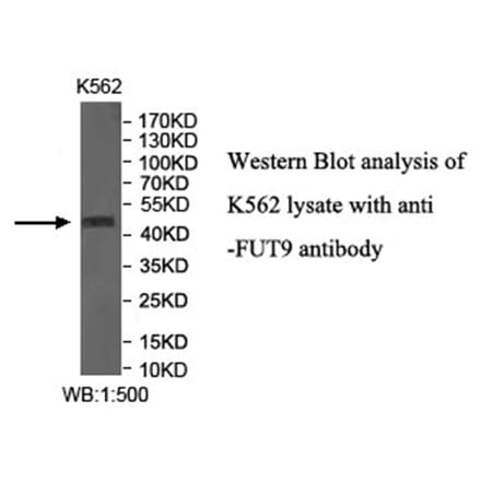 FUT9 Antibody from Signalway Antibody (40032) - Antibodies.com