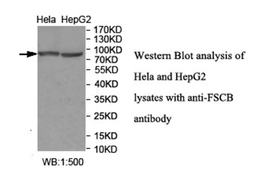 FSCB Antibody from Signalway Antibody (40035) - Antibodies.com