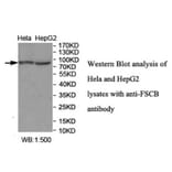 FSCB Antibody from Signalway Antibody (40035) - Antibodies.com