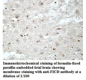 FICD Antibody from Signalway Antibody (40039) - Antibodies.com