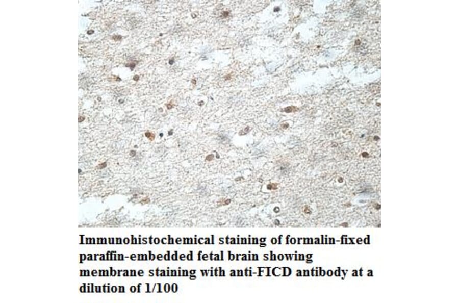 FICD Antibody from Signalway Antibody (40039) - Antibodies.com