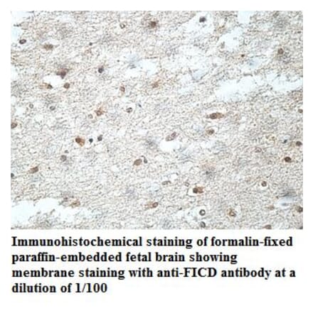 FICD Antibody from Signalway Antibody (40039) - Antibodies.com