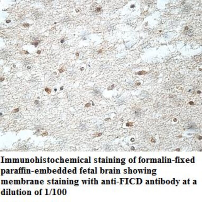 FICD Antibody from Signalway Antibody (40039) - Antibodies.com