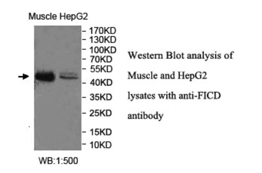 FICD Antibody from Signalway Antibody (40039) - Antibodies.com