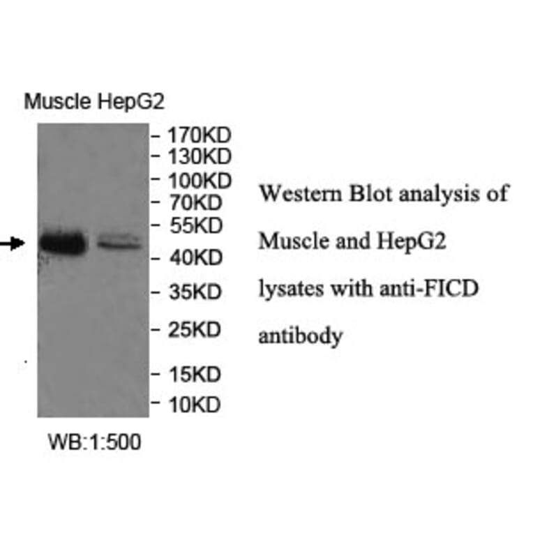 FICD Antibody from Signalway Antibody (40039) - Antibodies.com