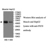 FICD Antibody from Signalway Antibody (40039) - Antibodies.com