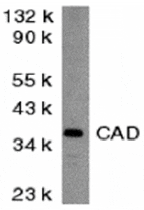 Western blot - CAD Antibody from Signalway Antibody (24037) - Antibodies.com