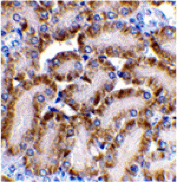Immunohistochemistry - CAD Antibody from Signalway Antibody (24037) - Antibodies.com