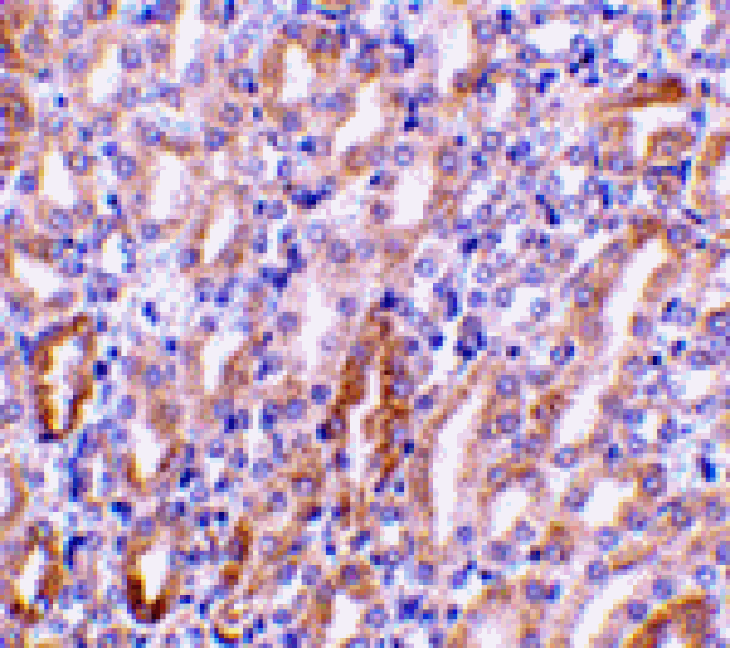 Immunohistochemistry - CAD Antibody from Signalway Antibody (24038) - Antibodies.com