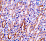Immunohistochemistry - CAD Antibody from Signalway Antibody (24038) - Antibodies.com