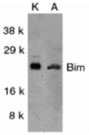 Western blot - Bim Antibody from Signalway Antibody (24047) - Antibodies.com