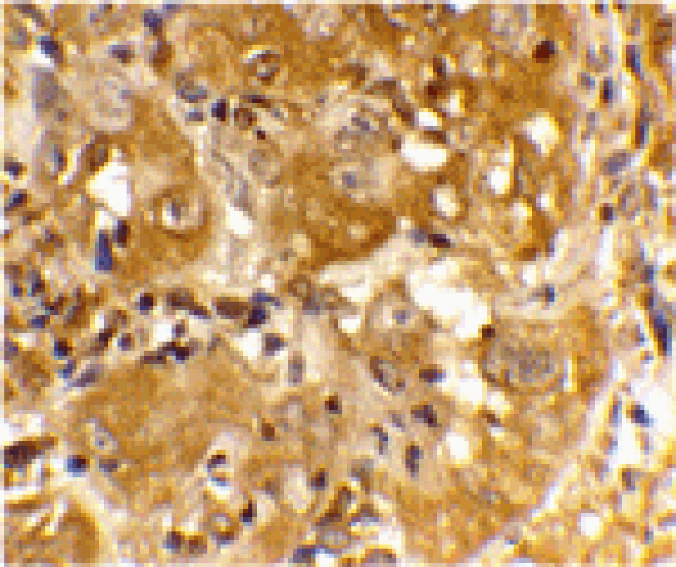 Immunohistochemistry - Bim Antibody from Signalway Antibody (24047) - Antibodies.com
