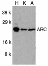 Western blot - ARC Antibody from Signalway Antibody (24052) - Antibodies.com