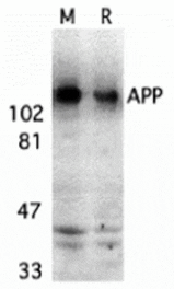 Western blot - APP Antibody from Signalway Antibody (24070) - Antibodies.com