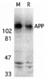 Western blot - APP Antibody from Signalway Antibody (24070) - Antibodies.com