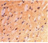 Immunohistochemistry - APP Antibody from Signalway Antibody (24070) - Antibodies.com