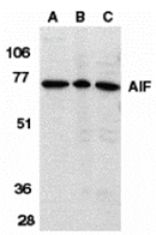 Western blot - AIF Antibody from Signalway Antibody (24105) - Antibodies.com