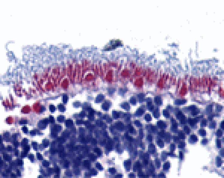 Immunohistochemistry - AIF Antibody from Signalway Antibody (24105) - Antibodies.com