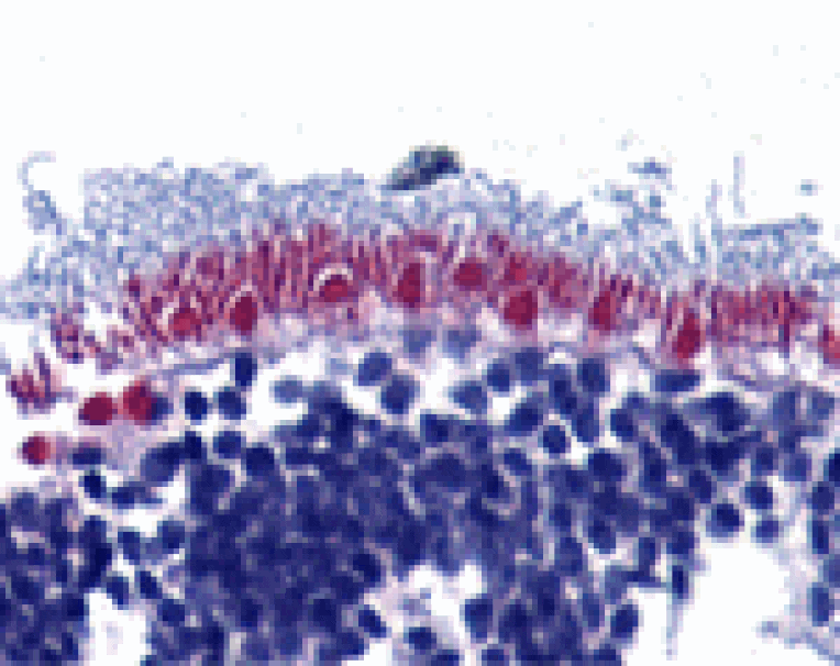 Immunohistochemistry - AIF Antibody from Signalway Antibody (24105) - Antibodies.com