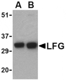 Western blot - LFG Antibody from Signalway Antibody (24110) - Antibodies.com